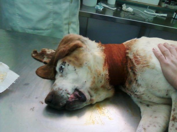 Νέα Μάκρη: Ο σκύλος ζούσε με την πληγή γύρω από το λαιμό του